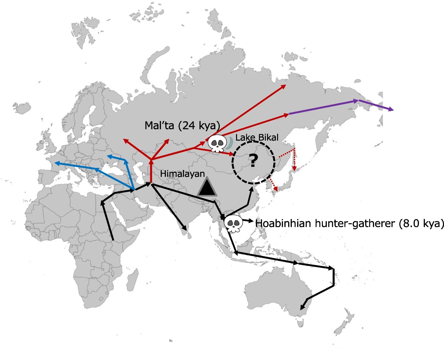 The Journey of Homo sapiens into East Eurasia: What Ancient Genomes Reveal episode artwork