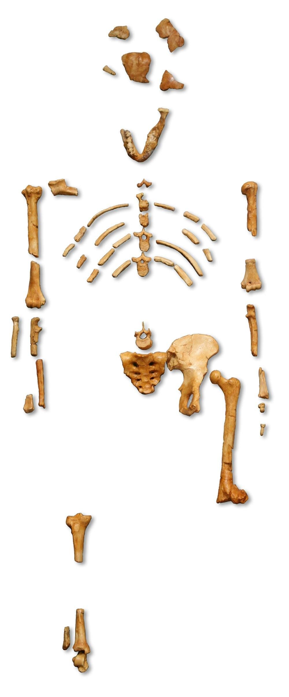 How Well Could Our Early Ancestors Run? A New Study Puts Australopithecus afarensis to the Test episode artwork