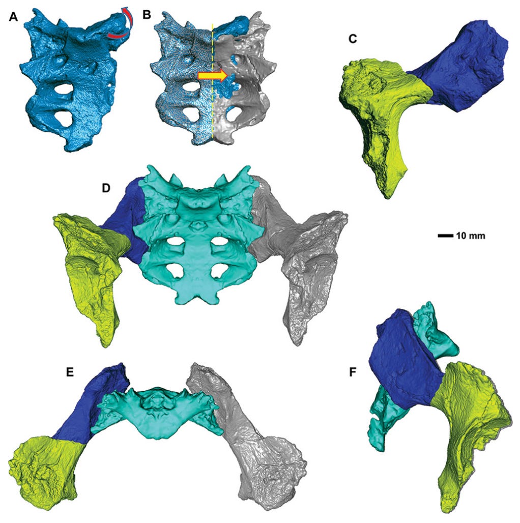 The Pelvic Anatomy of DNH 43: A Window into Hominin Evolution episode artwork