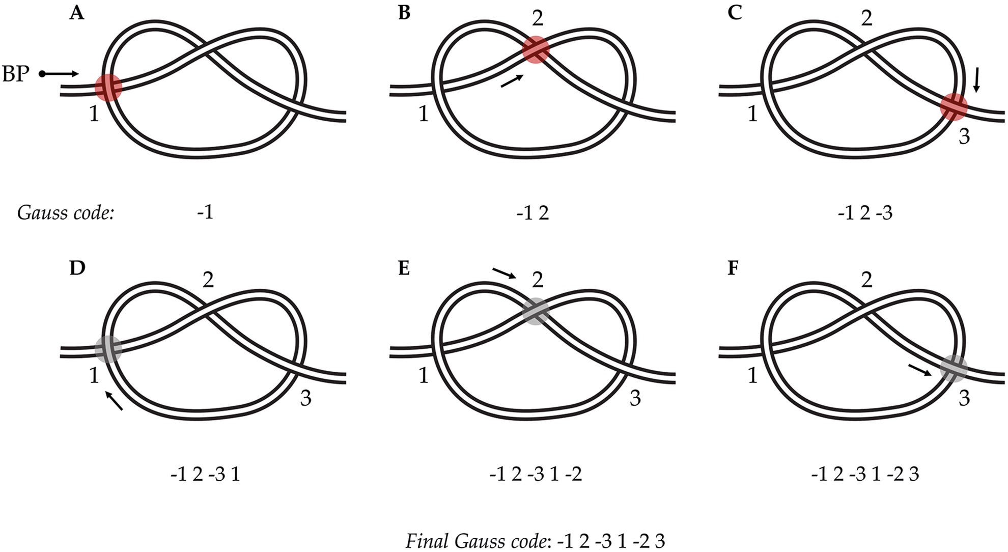 Evolutionary Insights by Anthropology.net