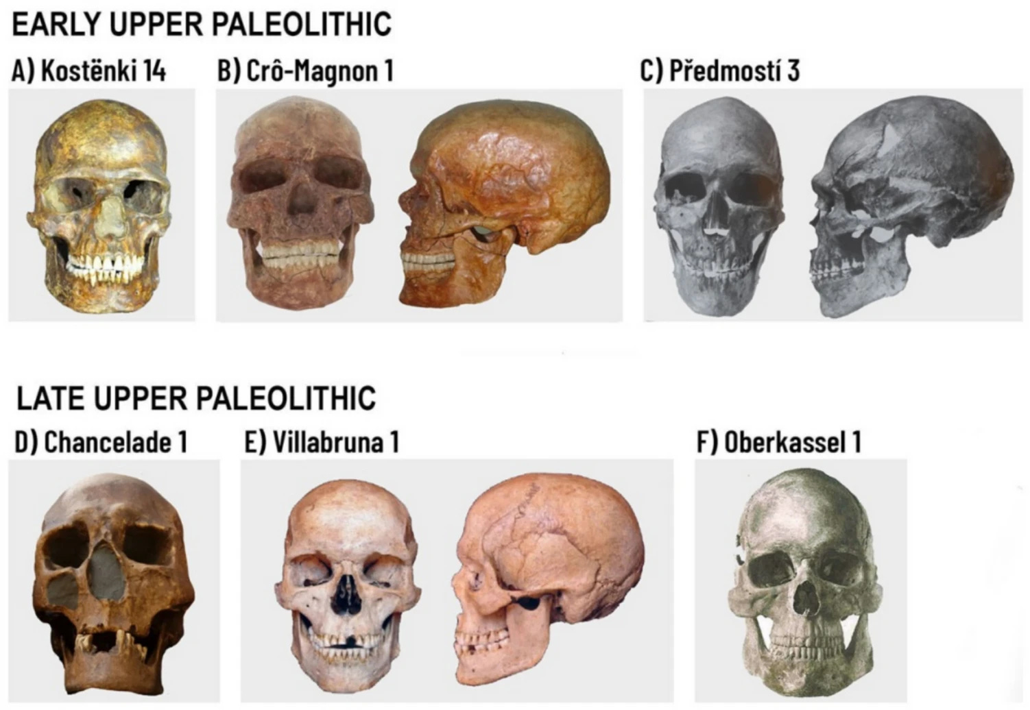 Faces from the Deep Past: How Europe's Skulls Record 30,000 Years of Upheaval episode artwork