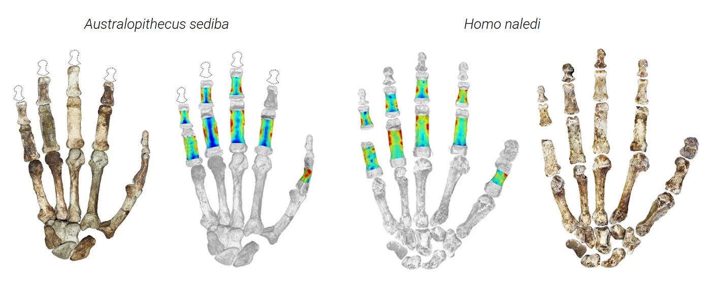 Bones of Contention: What Fossil Hands Reveal About Our Ancient Grip episode artwork