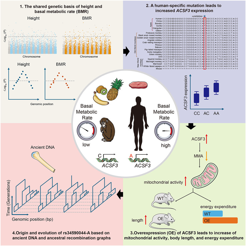 Fueling Giants: The Ancient Mutation Behind Human Height and Metabolism episode artwork