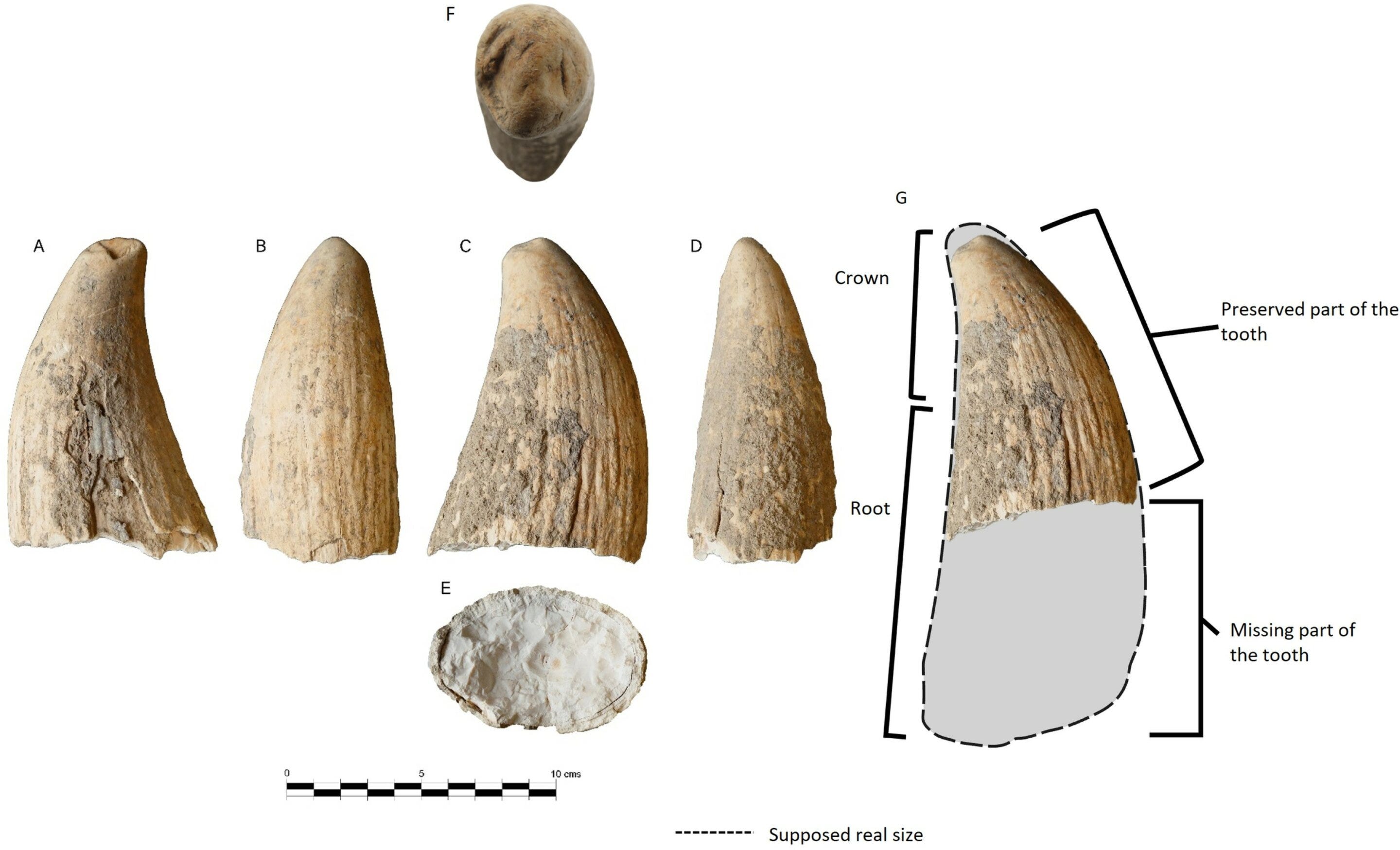 The Sperm Whale Tooth at Valencina and the Deep Time of Sea-Human Entanglement episode artwork