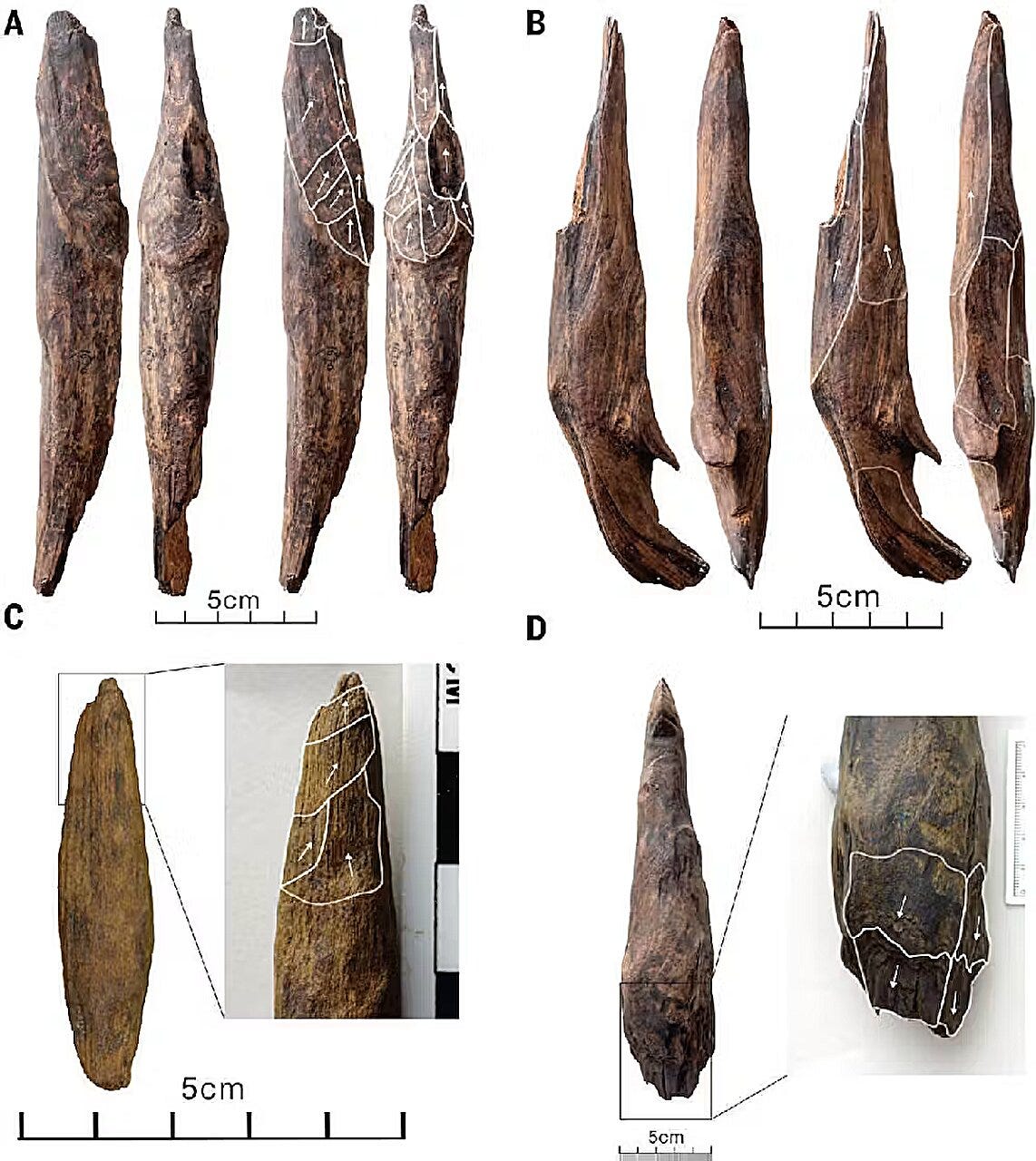 Ancient Wooden Tools and the Plant-Based Lives of Early Hominins in China episode artwork