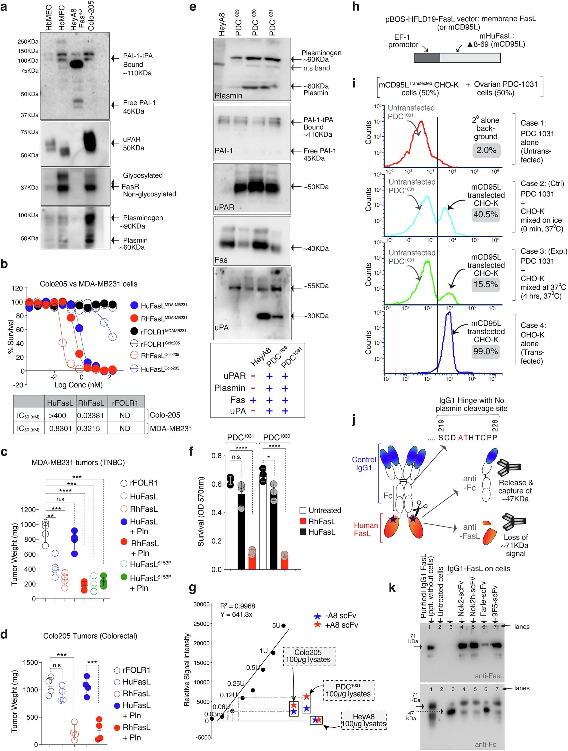 A Genetic Tradeoff: How an Evolutionary Mutation in Human Fas Ligand Might Explain Cancer Vulnerability episode artwork