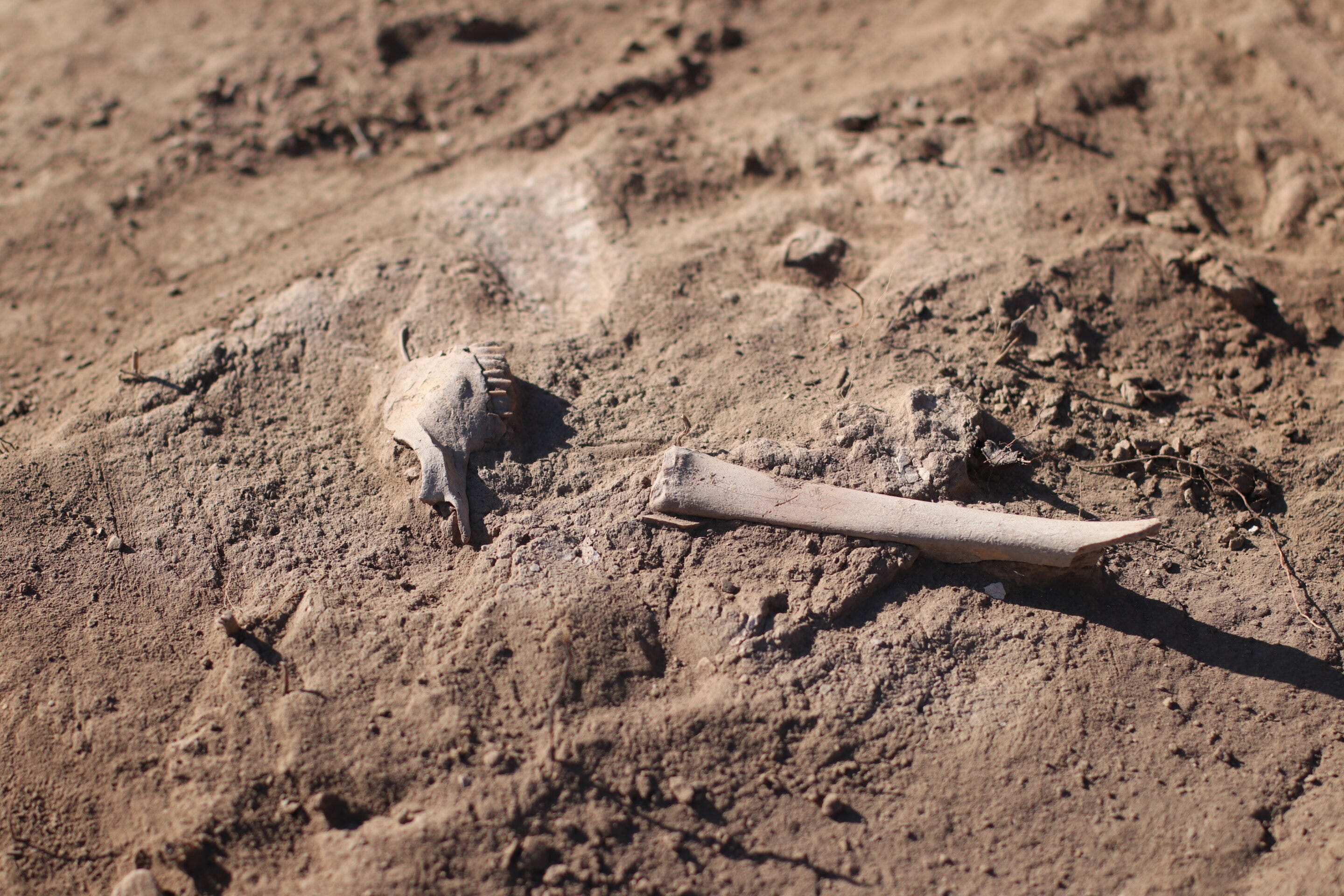 Tracing a Prehistoric Plague Through the Pastures of the Eurasian Steppe episode artwork