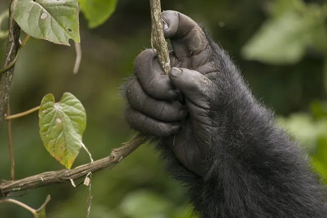 Hands and Minds: How Thumbs and Brains Grew Together in Primate Evolution episode artwork