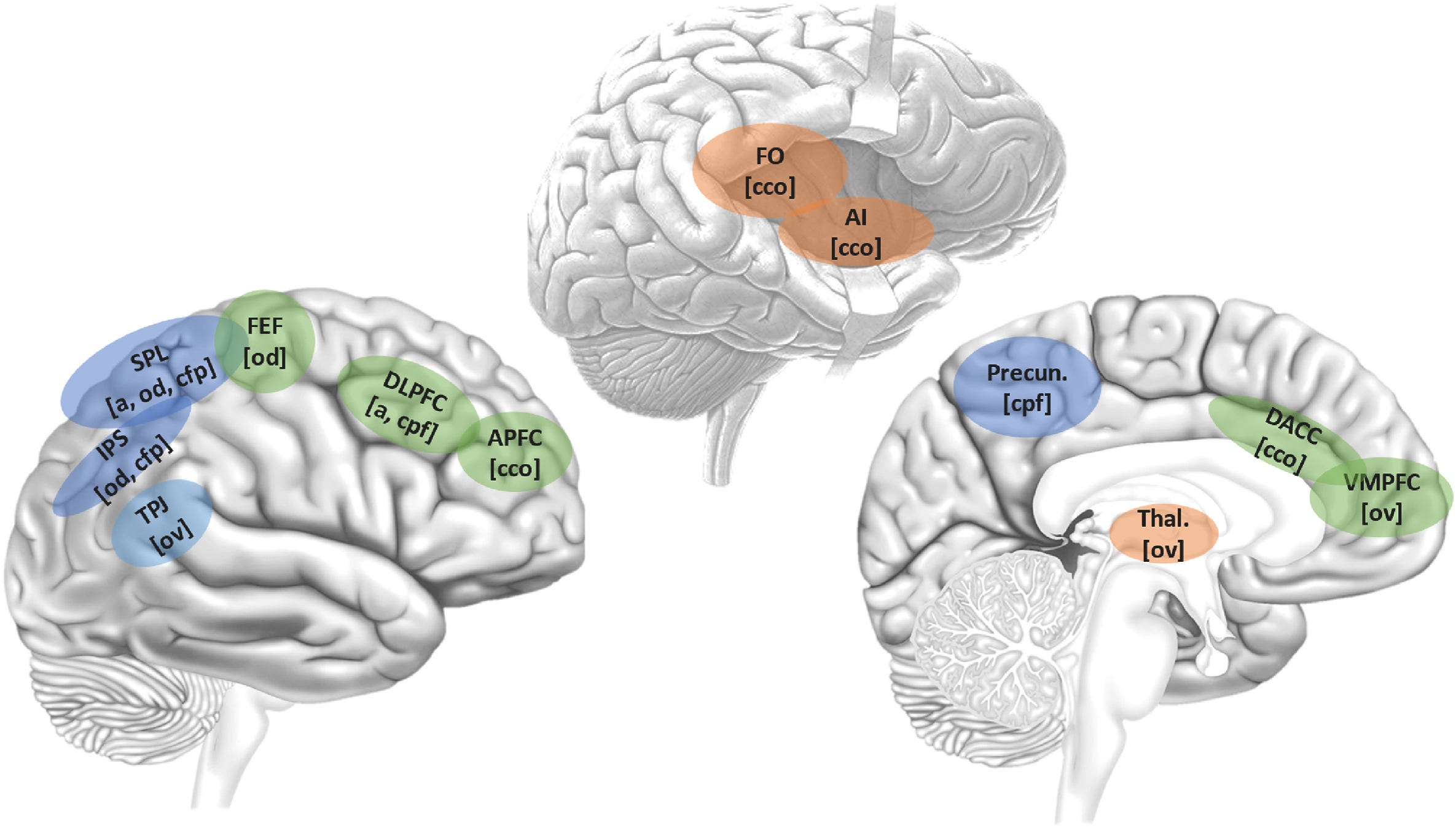 The Attention Gap: Tracing the Neurogenetic Roots of Homo sapiens’ Focus episode artwork