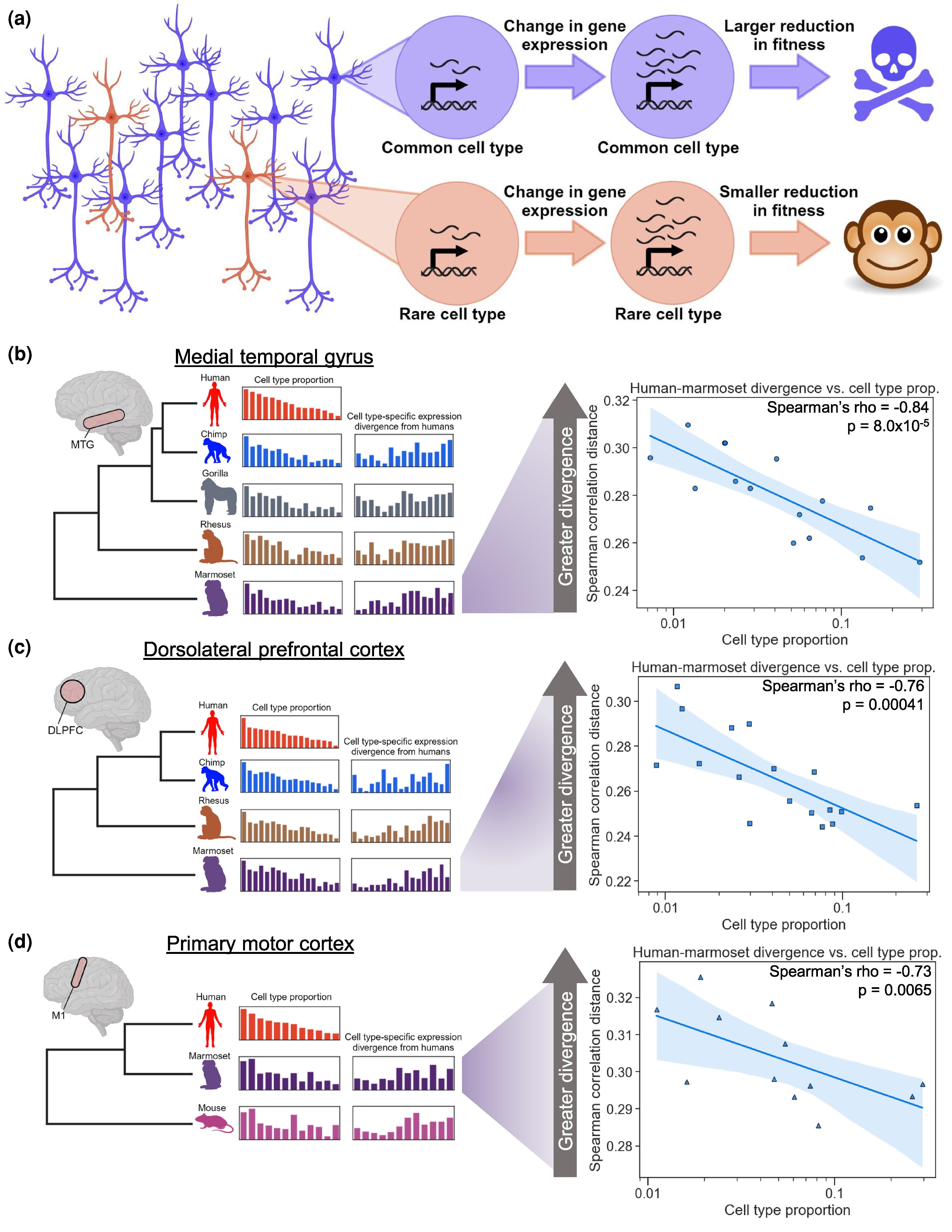 Shaping Minds: How a Human-Accelerated Neuron Type May Explain Autism’s Prevalence episode artwork