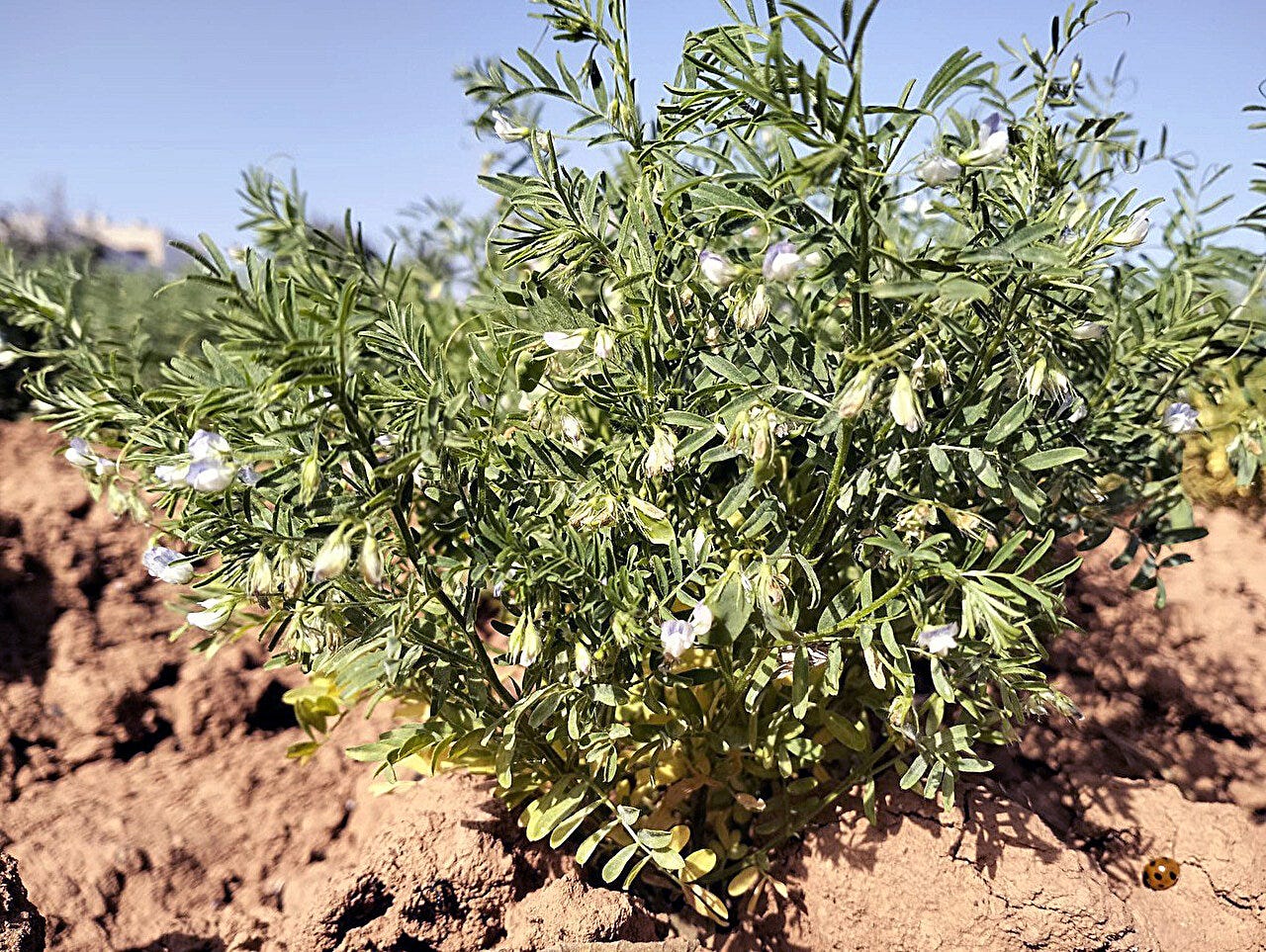 Lentils Across Millennia: How Ancient Crops Tied North Africa to the Canary Islands episode artwork