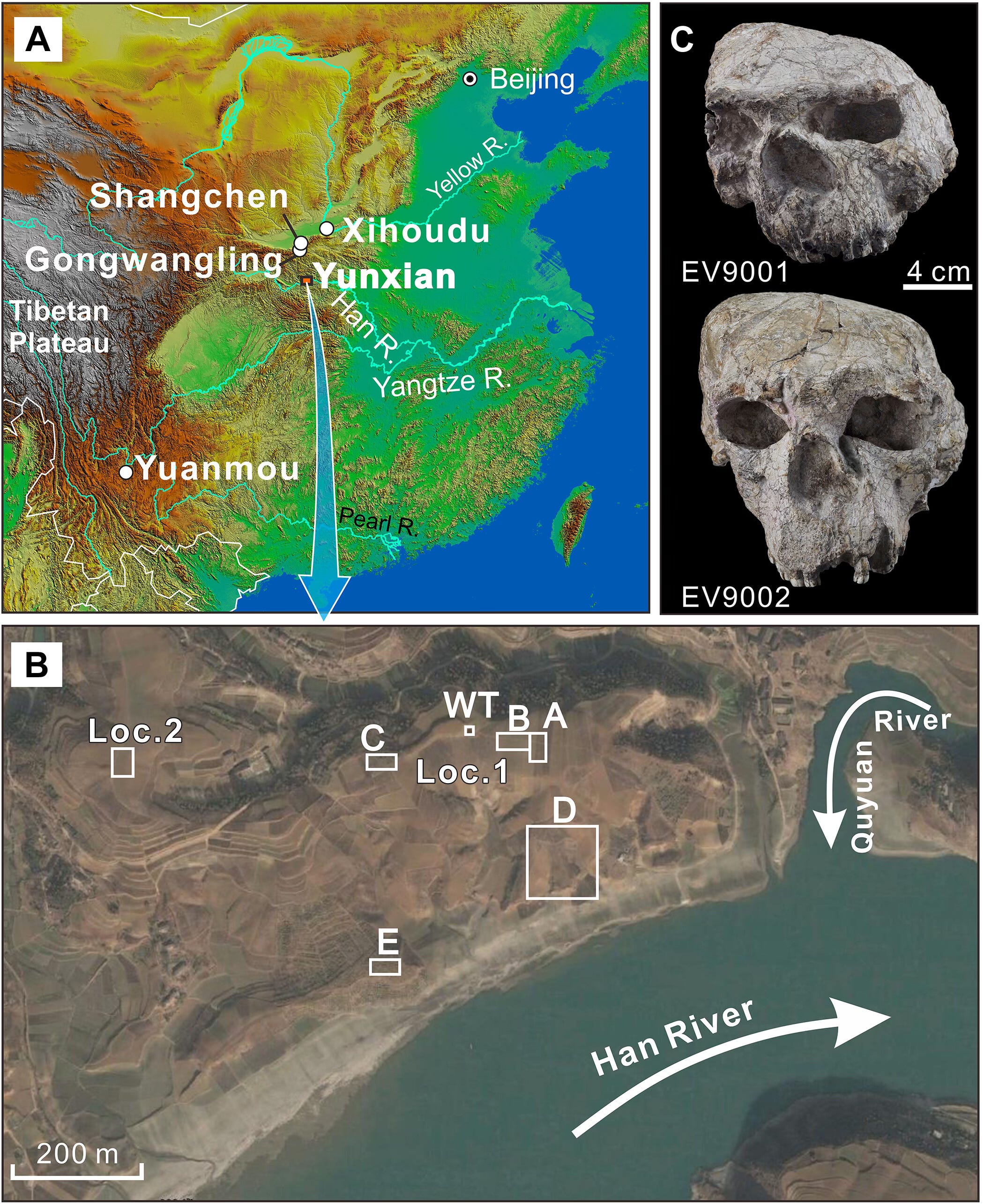 The Yunxian Skulls Are 1.77 Million Years Old. That Changes Things. episode artwork