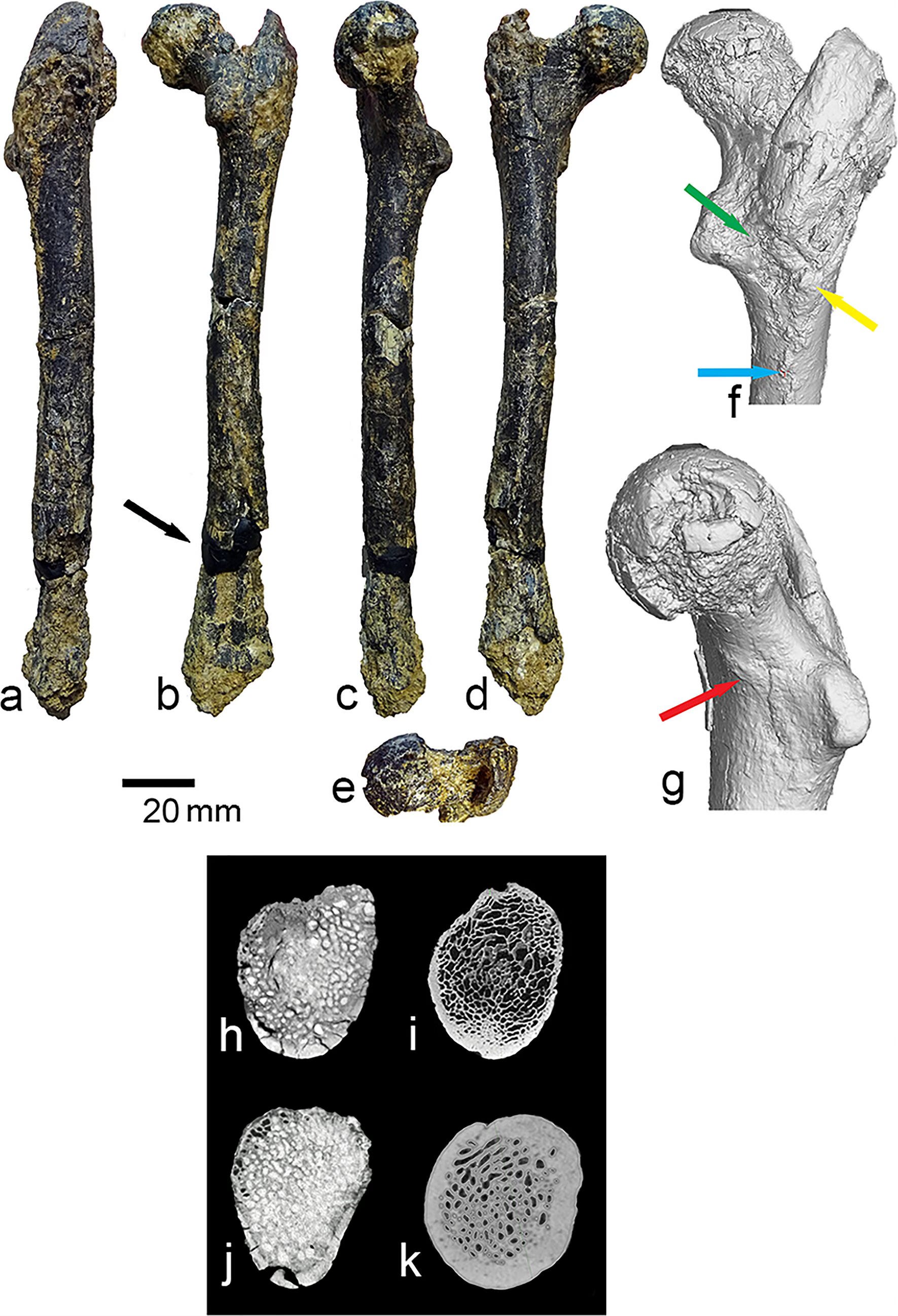 A 7.2-Million-Year-Old Femur from Bulgaria and the Origins of Human Walking