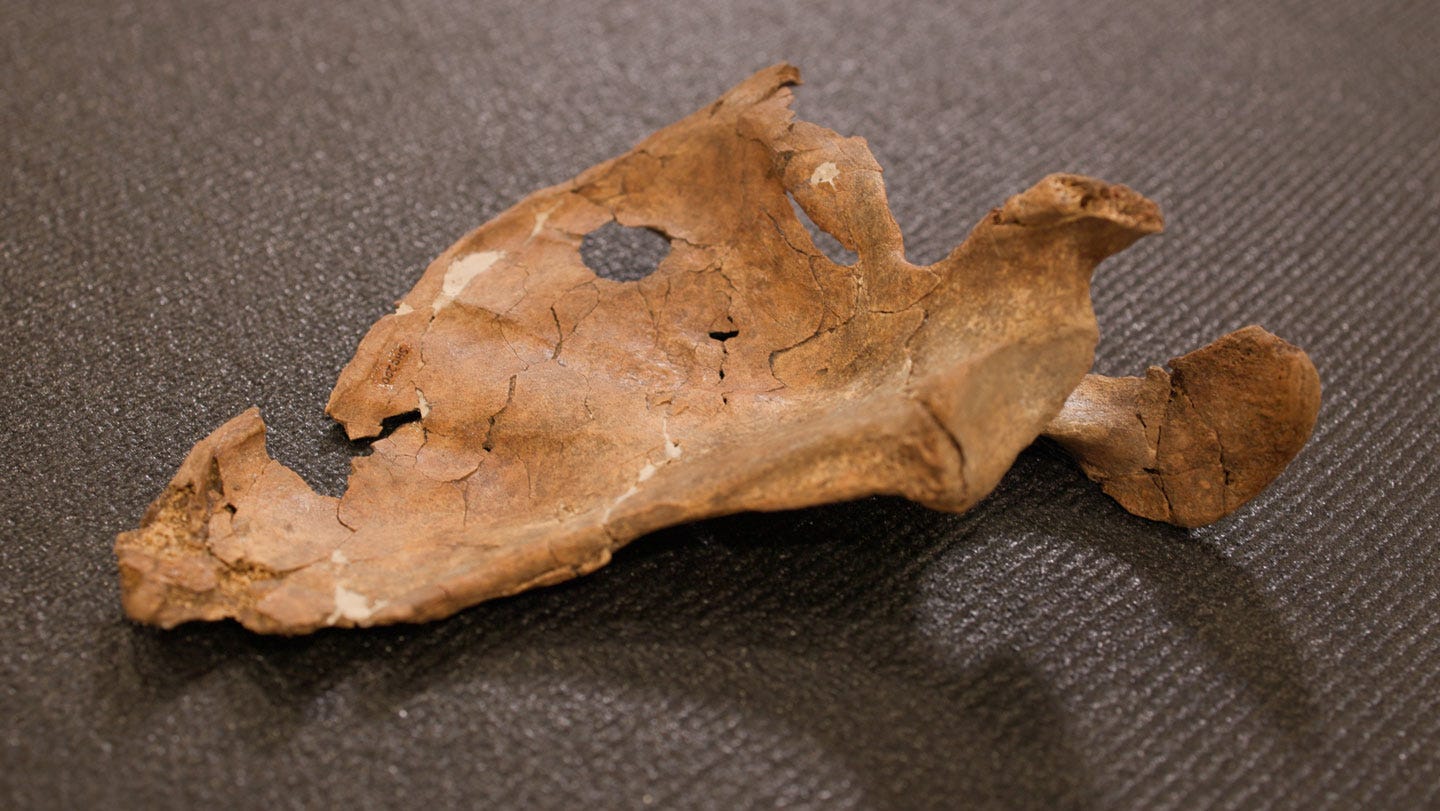 75,000-Year-Old Neanderthal Wound Points to a Wooden Spear 75,000-Year-Old Neanderthal Wound Points to a Wooden Spear
