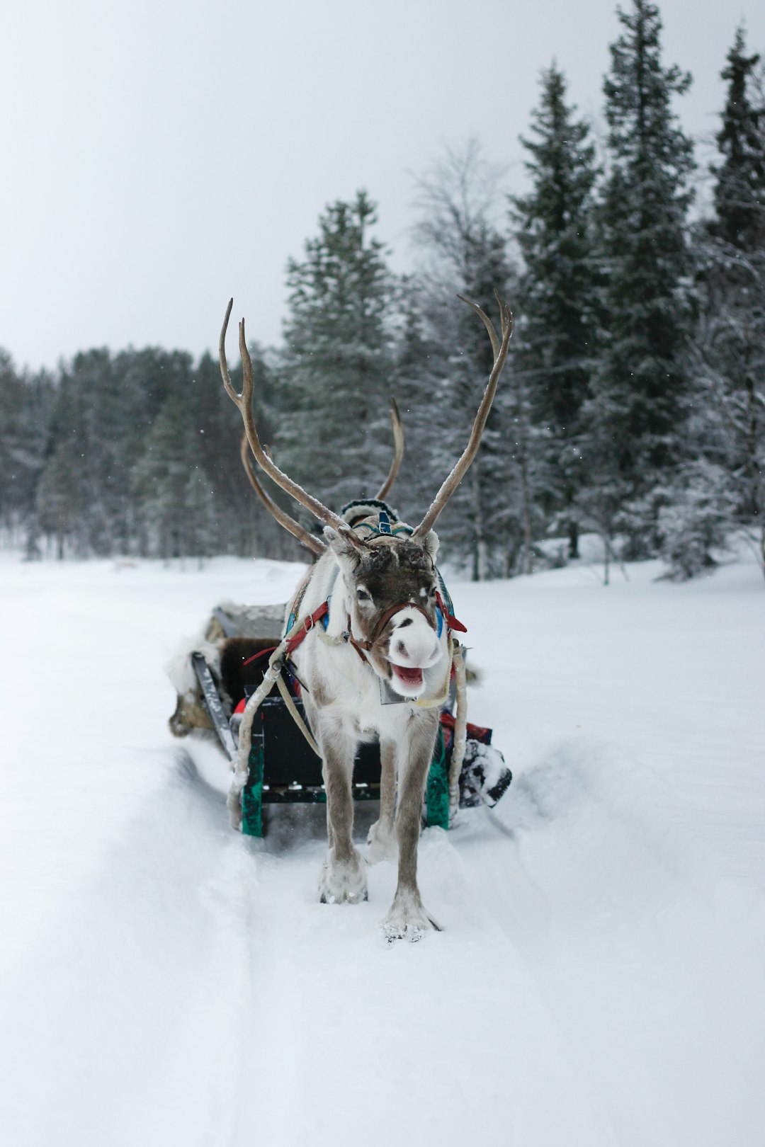 How Rudolph The Emergency Management Reindeer Saved Christmas