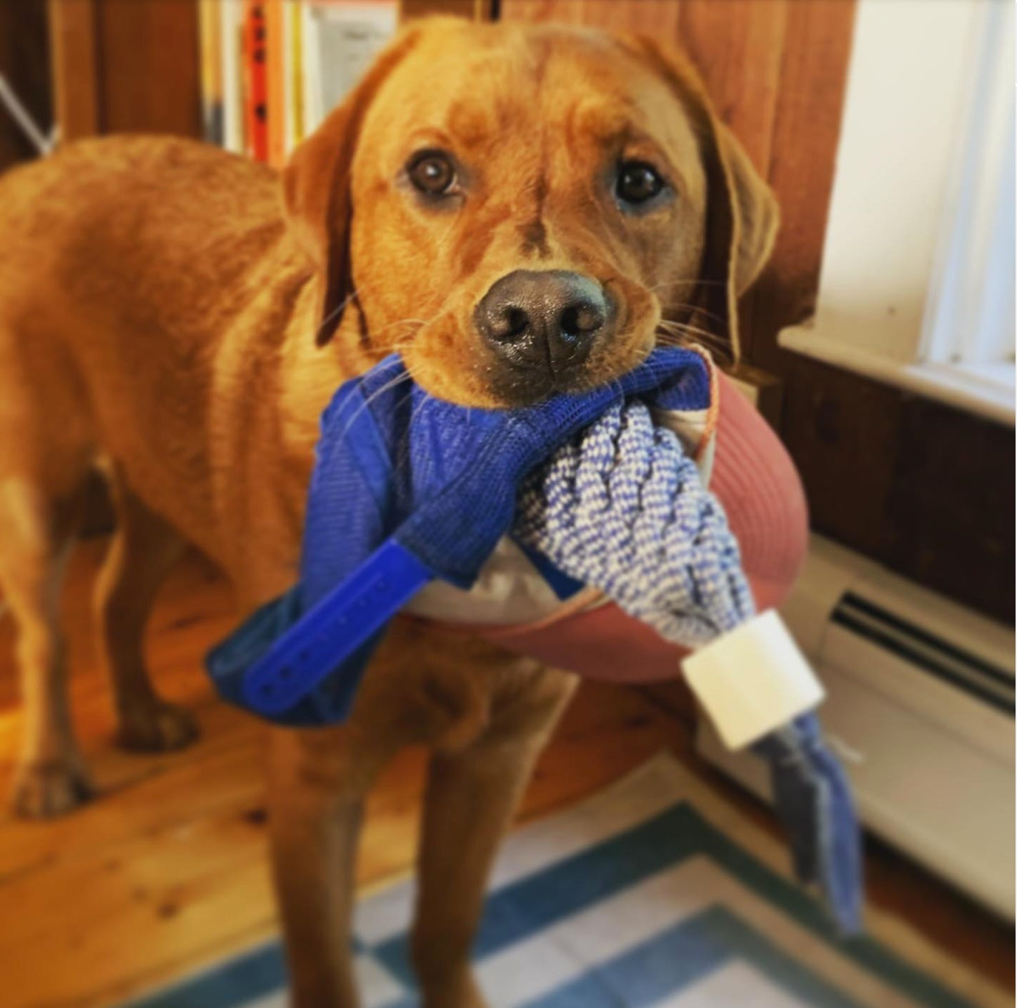 Erin McKeown’s Fax of Life