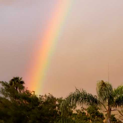 2020 Presidential Election (emotional) Support 2020 Presidential Election (emotional) Support