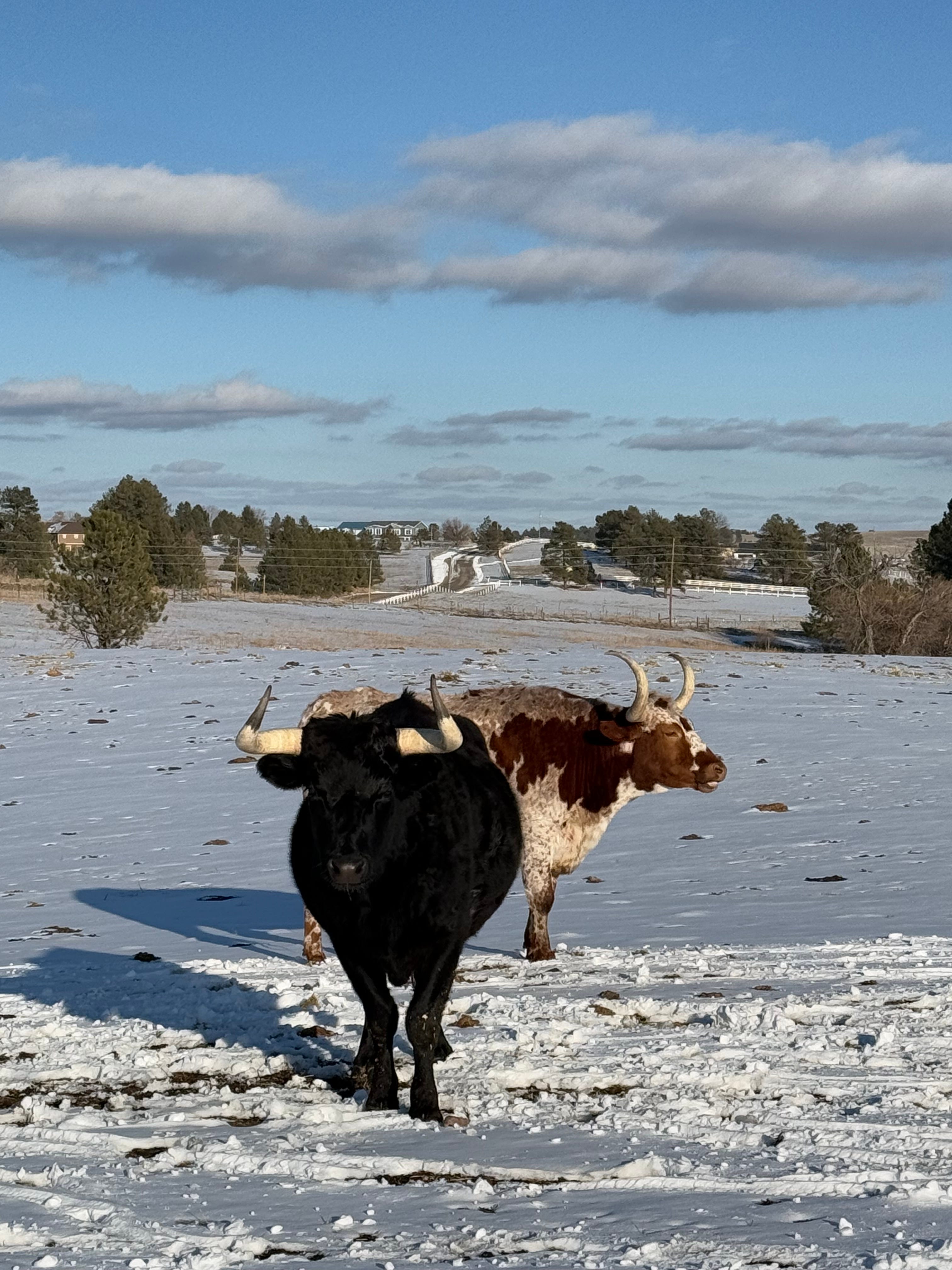 What 11 Cattle Taught Me About Surrender, Strength, and Showing Up  episode artwork