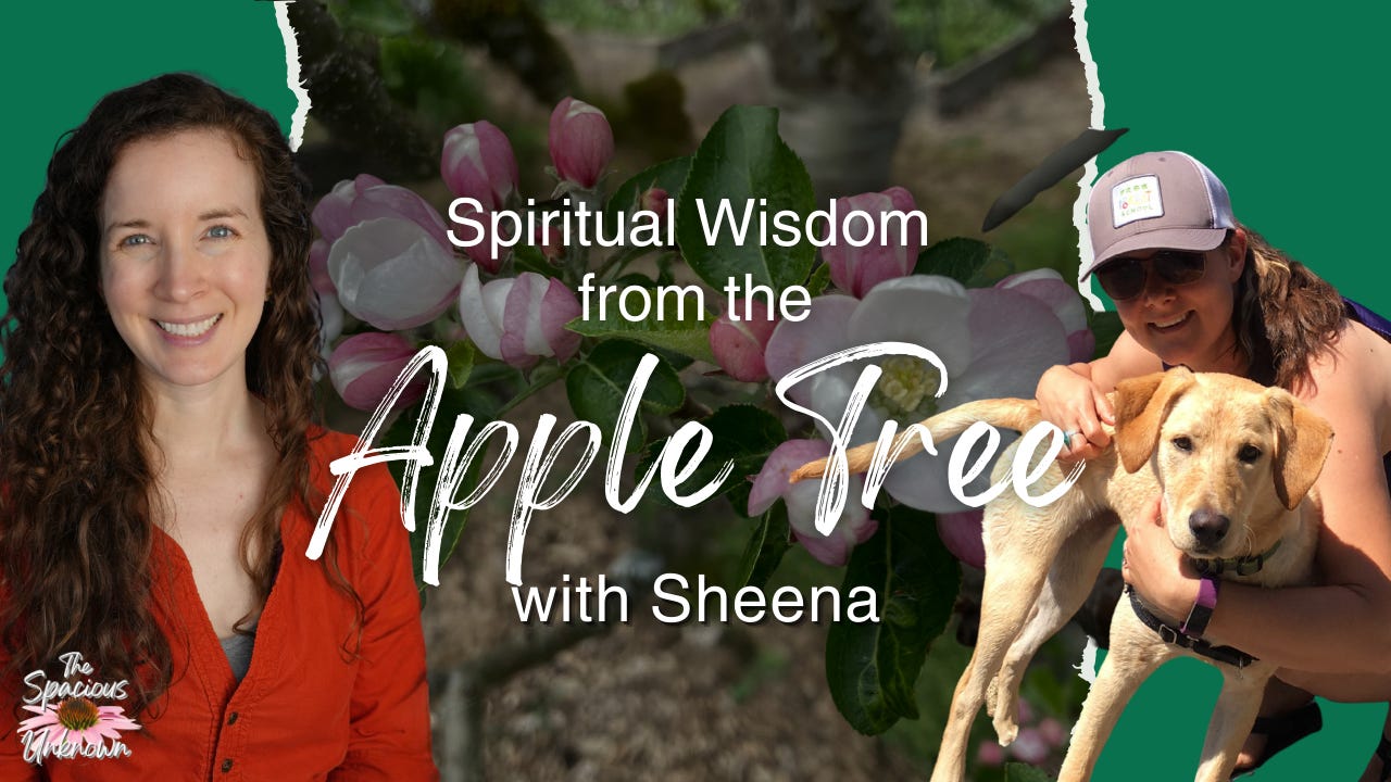 TRAILER: Spiritual Wisdom from the Apple Tree episode artwork