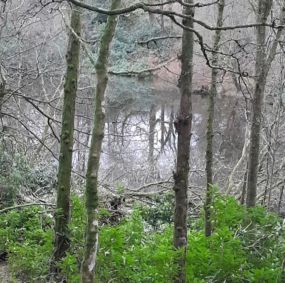 Seeds Mix #7 - Susannah Stark’s mixtape for walking to Carbeth from Glasgow episode artwork