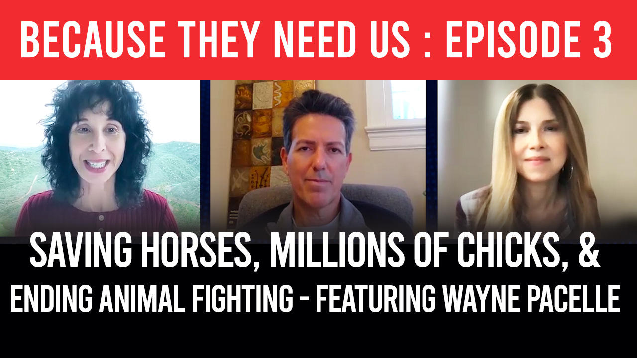Saving Horses, Millions of Chicks & Ending Animal Fighting - Because They Need Us with Judie Mancuso episode artwork