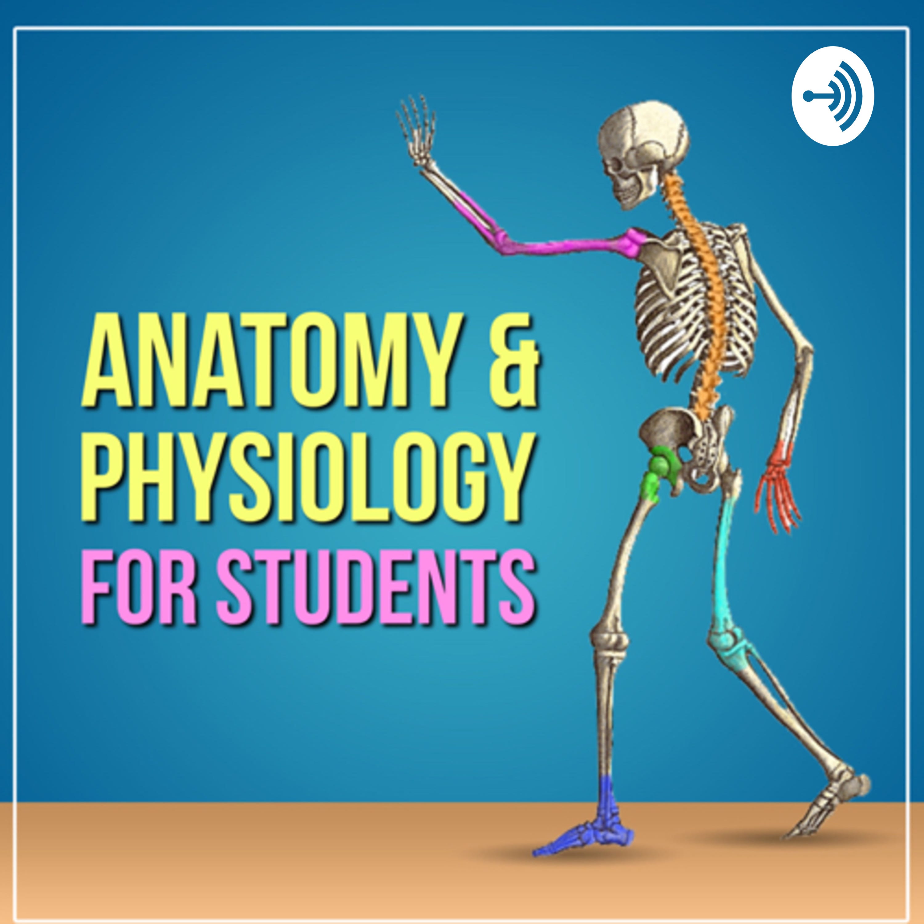 Basic Human Liver Anatomy And Functions. episode artwork