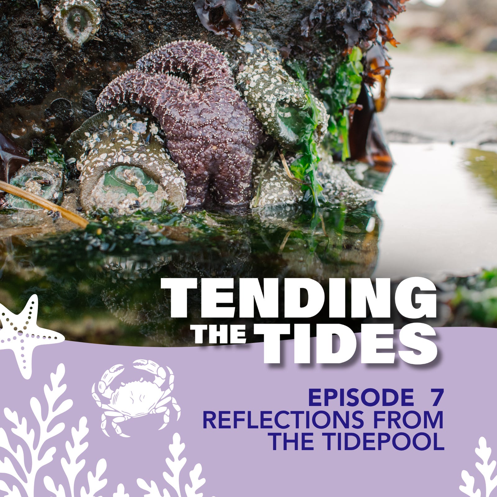 Episode 7: Reflections from the Tidepool episode artwork