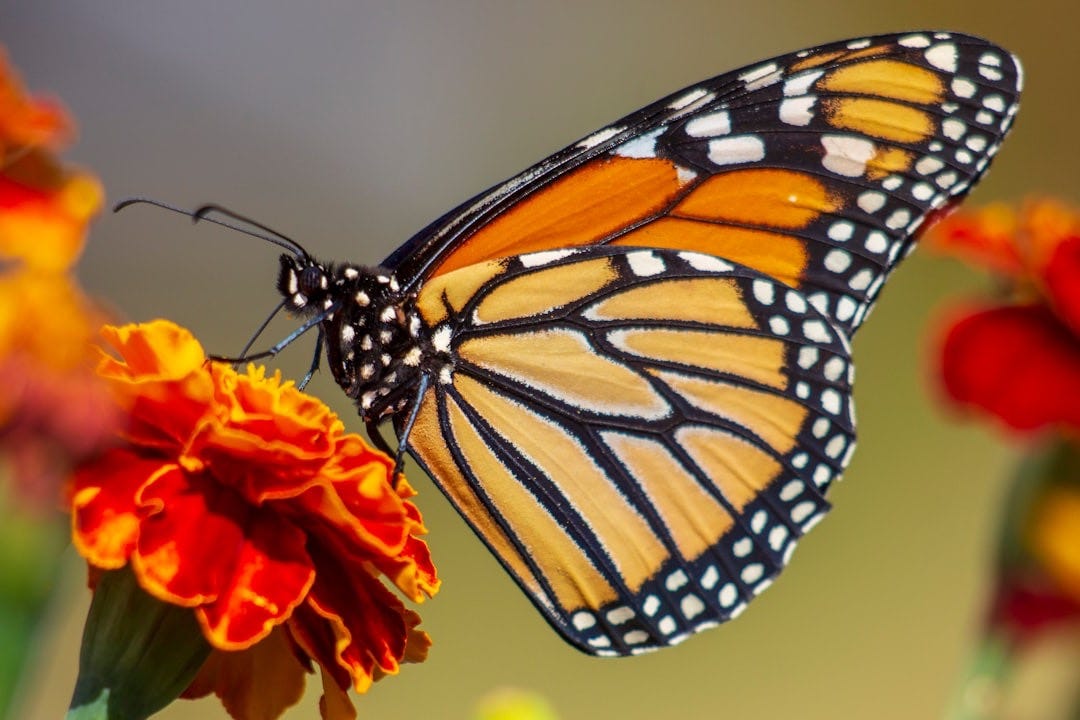 Audio edition: Climate change is quietly starving monarchs, study finds episode artwork