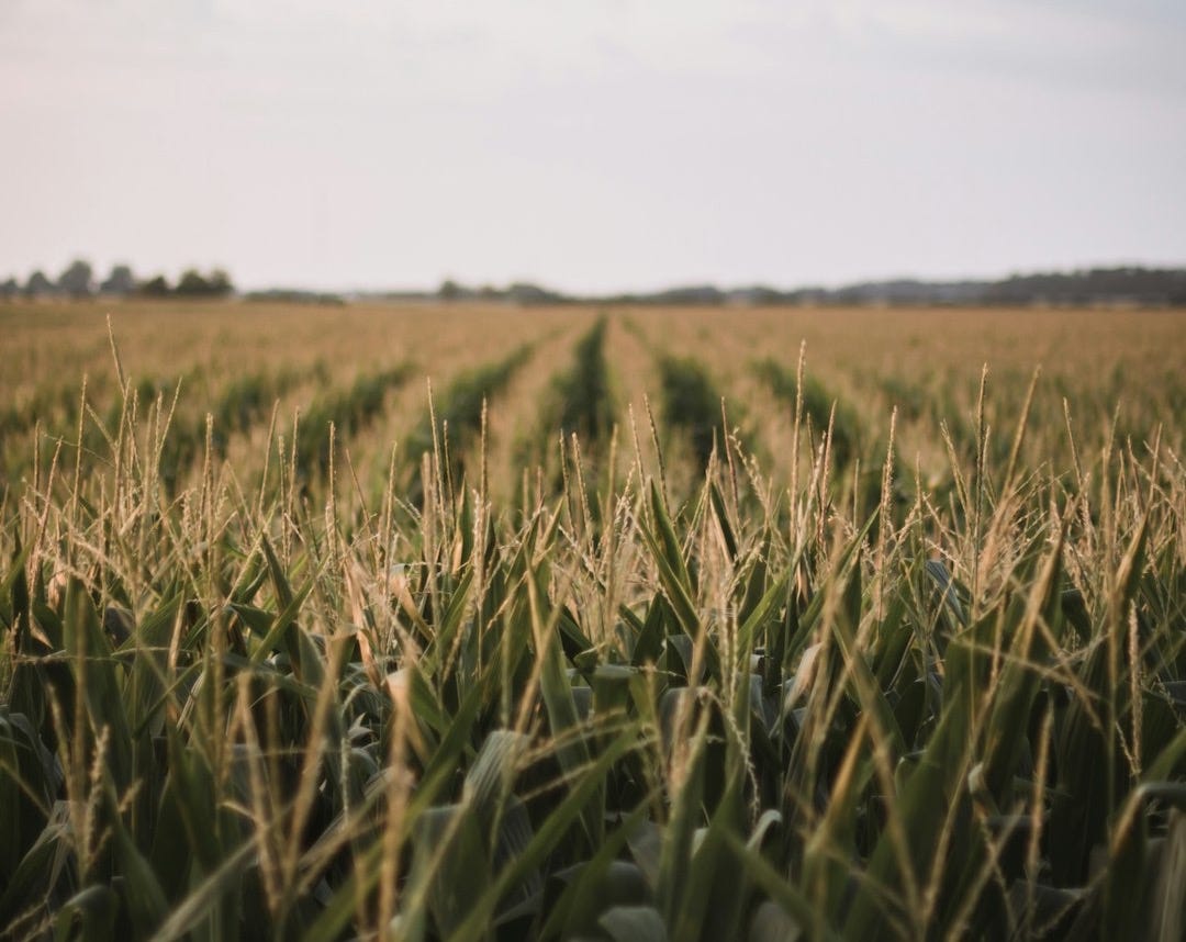 Audio edition: From wastewater to farmland: are biosolids spreading 'forever chemicals'? episode artwork