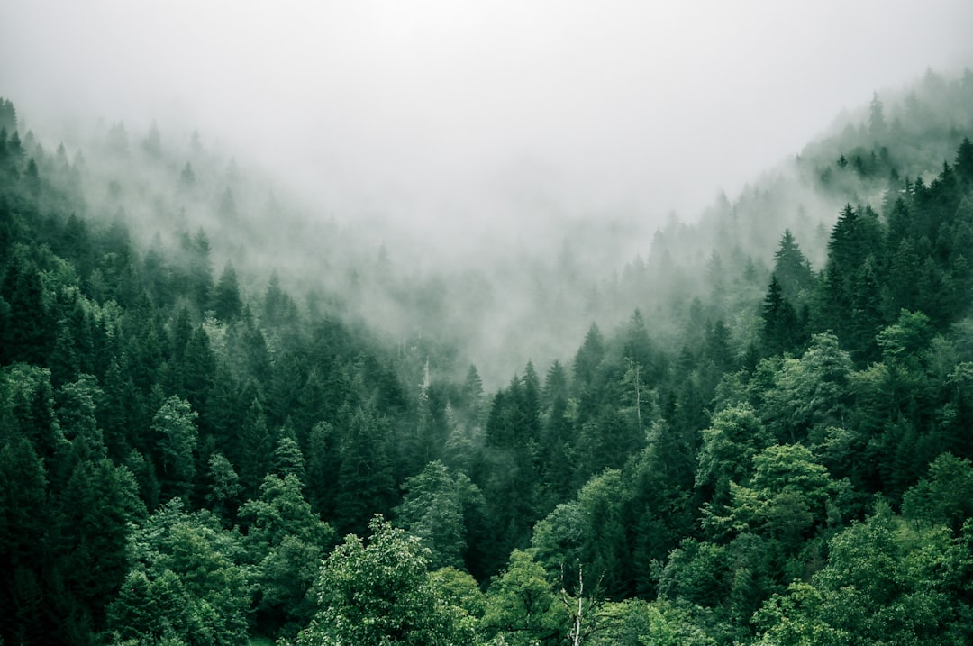 Audio Edition: This Mighty Tree Disappeared from Forests. Now Genetics Could Bring It Back episode artwork