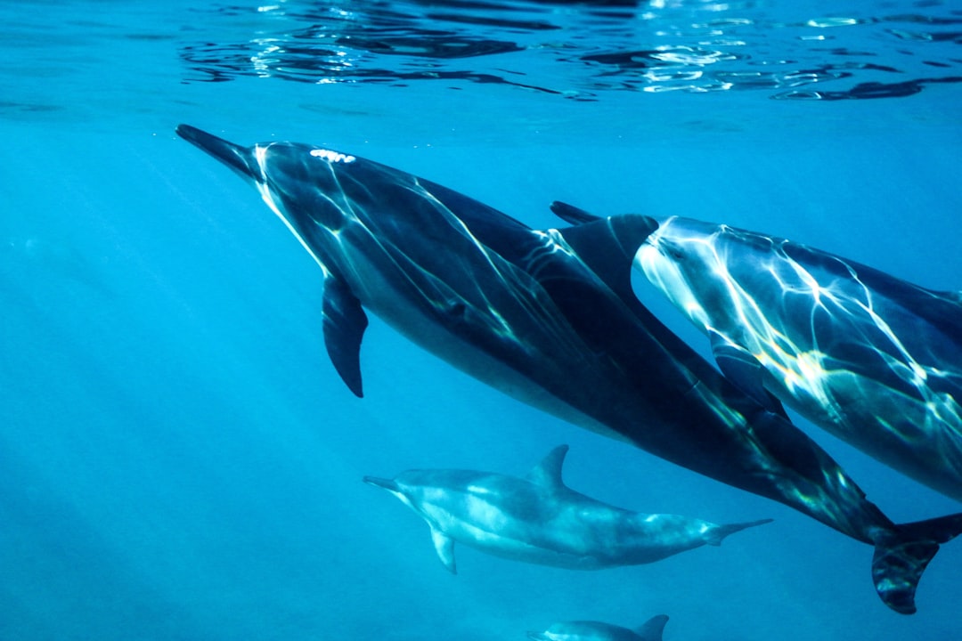 Audio Edition: Extinction Slowdown? Study Offers a Rare Hope for Biodiversity episode artwork