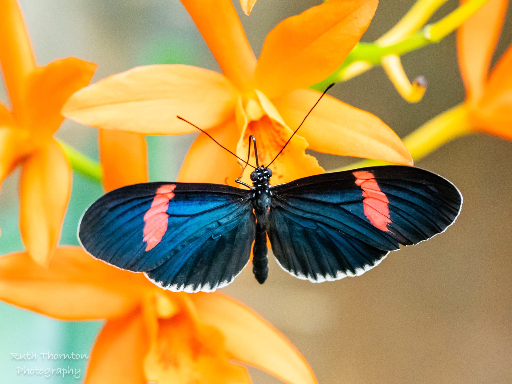Podcast: Butterfly Houses - Boon for Conservation or Cause for Concern? episode artwork