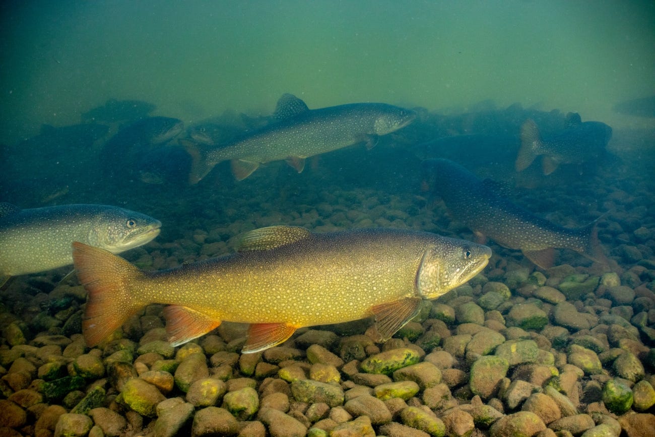 Podcast: Hidden 'forever chemicals' found in Great Lakes fish raise new health concerns episode artwork