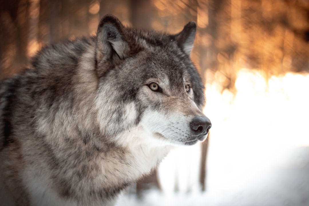 Wolves could expand across the eastern U.S. - but they might need help episode artwork