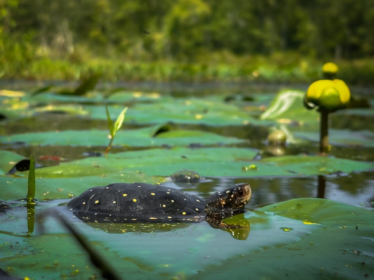 How Scientists Are Giving Rare Turtle Babies a Head Start on Life episode artwork