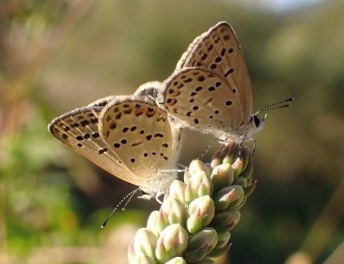 The hidden costs of beautiful gardens: How invasive plants rewrite butterfly romance episode artwork