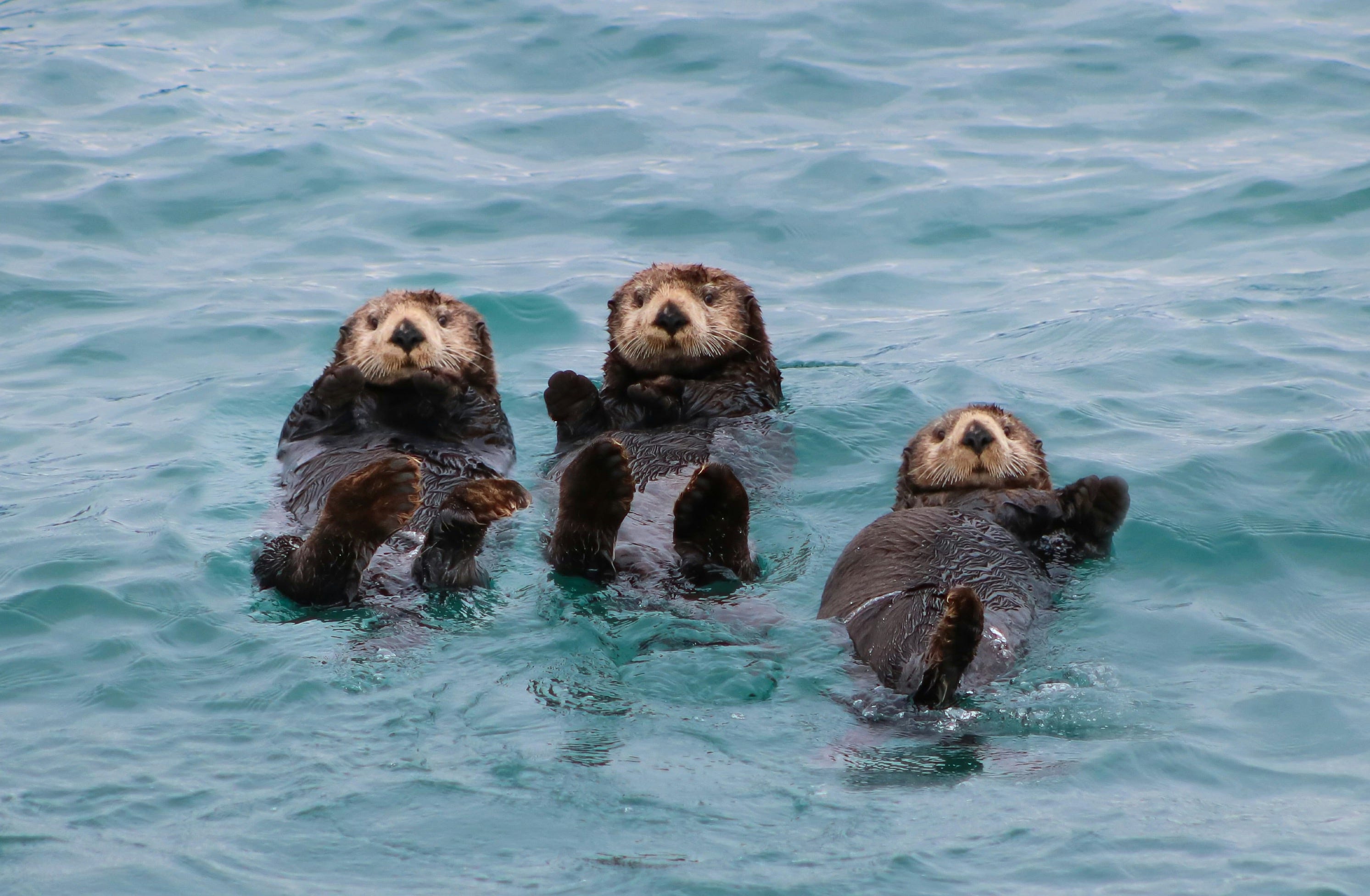 Sea Otters Once Escaped Extinction. Can They Survive Forever Chemicals? episode artwork