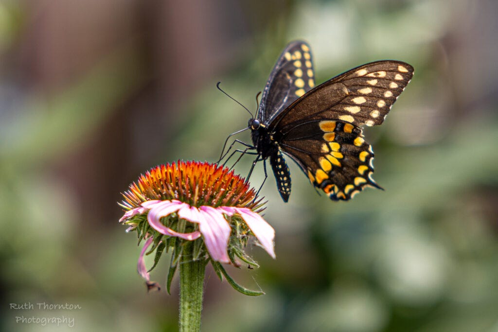 Insect declines began decades earlier than scientists thought, study finds episode artwork
