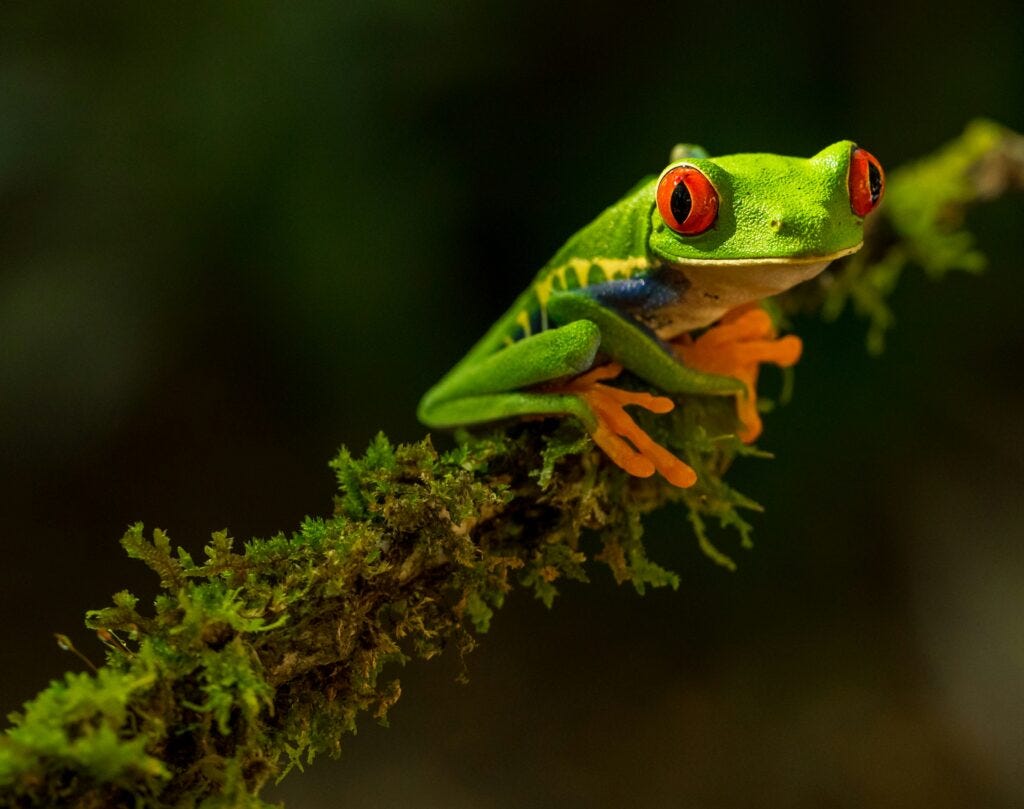 Biodiversity is declining. Conservation works. So what's holding us back? episode artwork