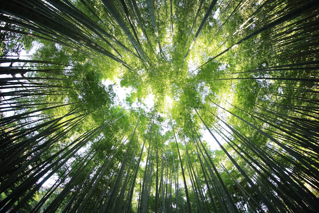 Can you trust the FSC label? What research says about sustainable wood episode artwork