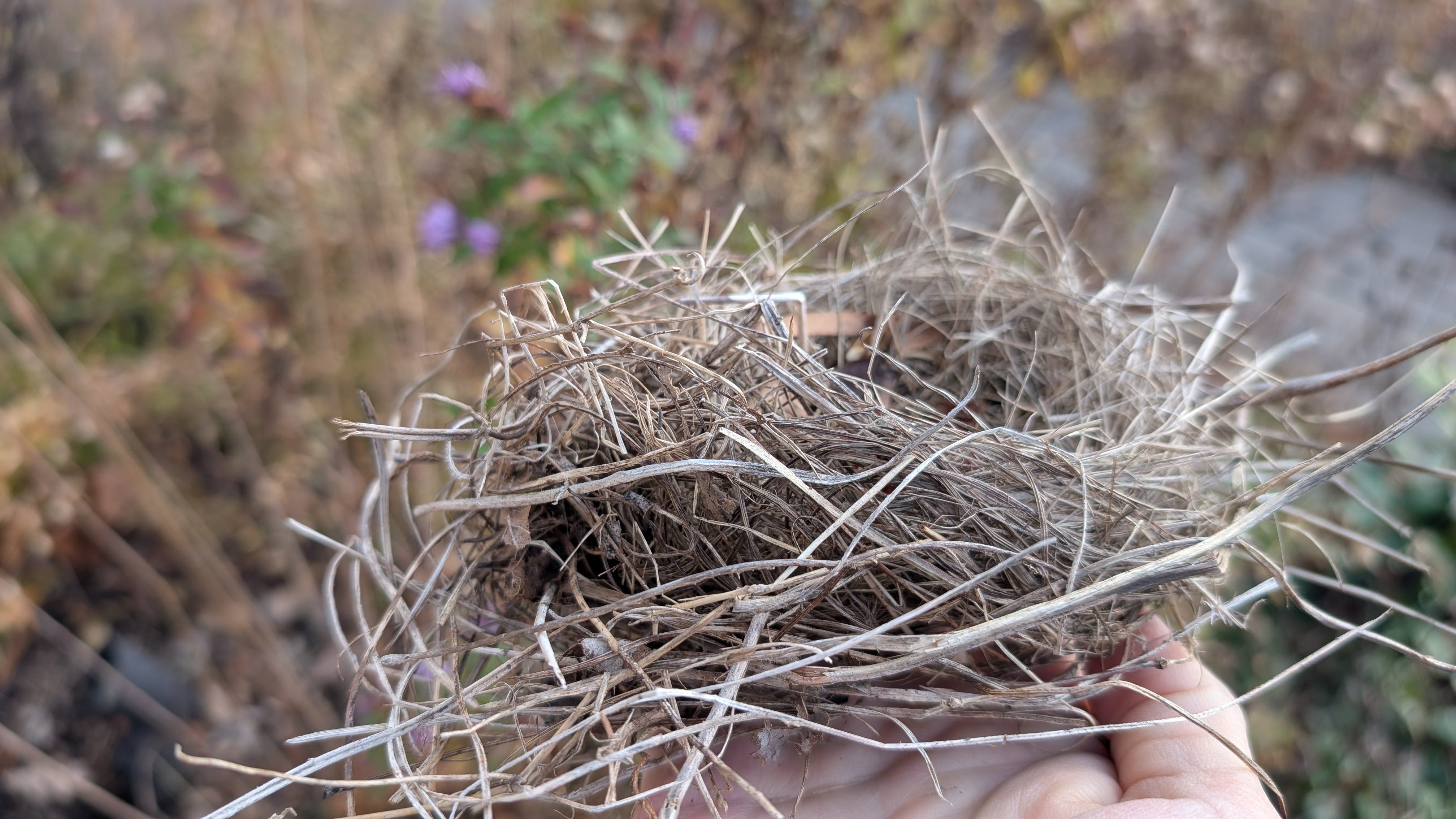 Episode 6 | Is an Empty Nest Truly Empty?  episode artwork