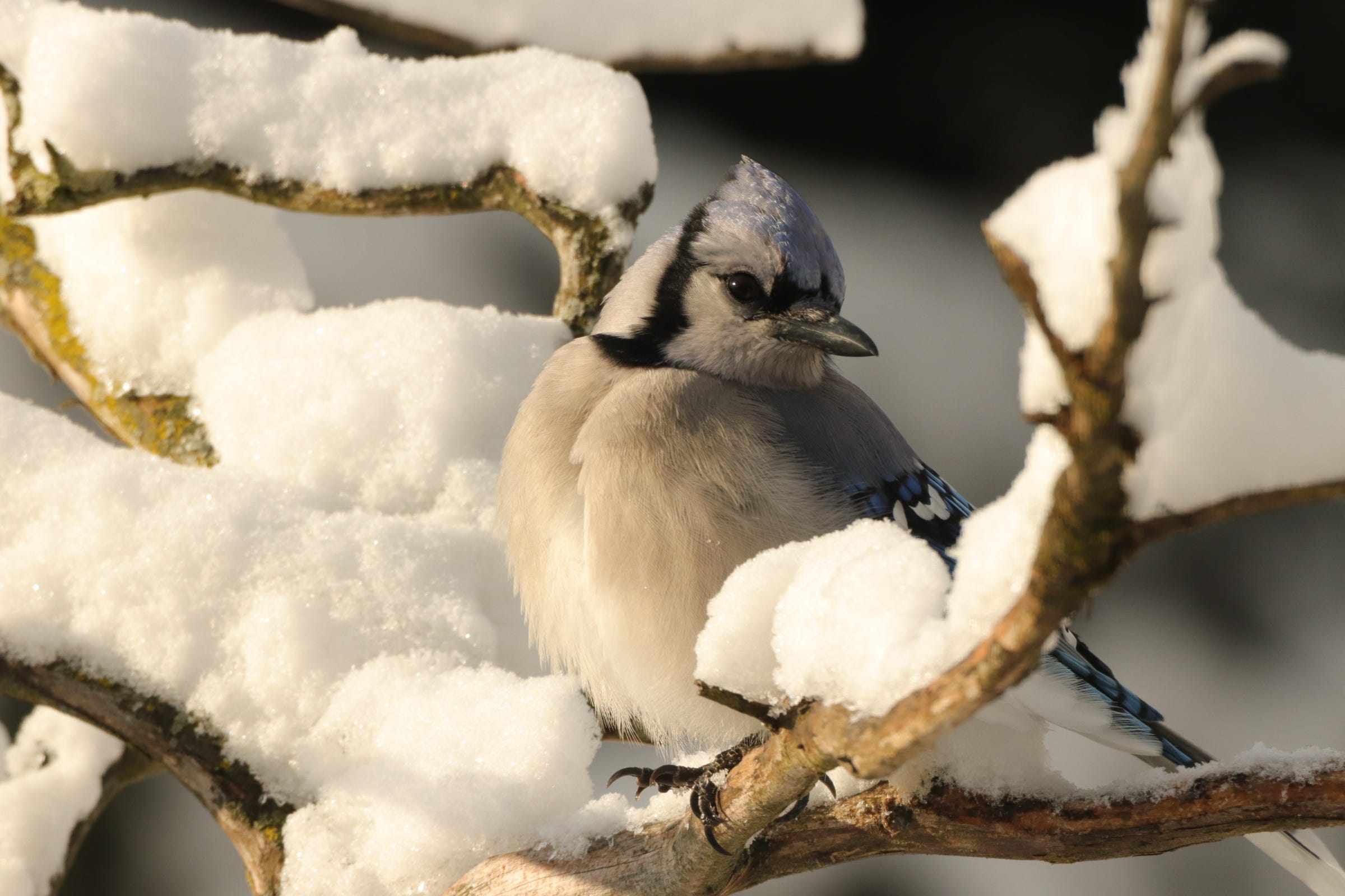Episode 14 | Snow Isn’t White and Blue Jays Aren’t Blue episode artwork