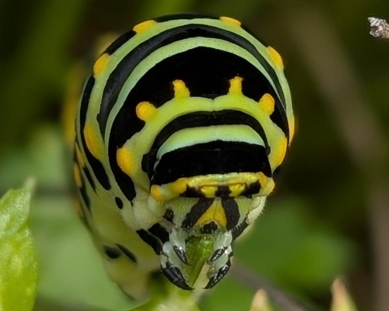 Episode 24 | Why You Can't Buy Friendships: Lessons from a Caterpillar episode artwork