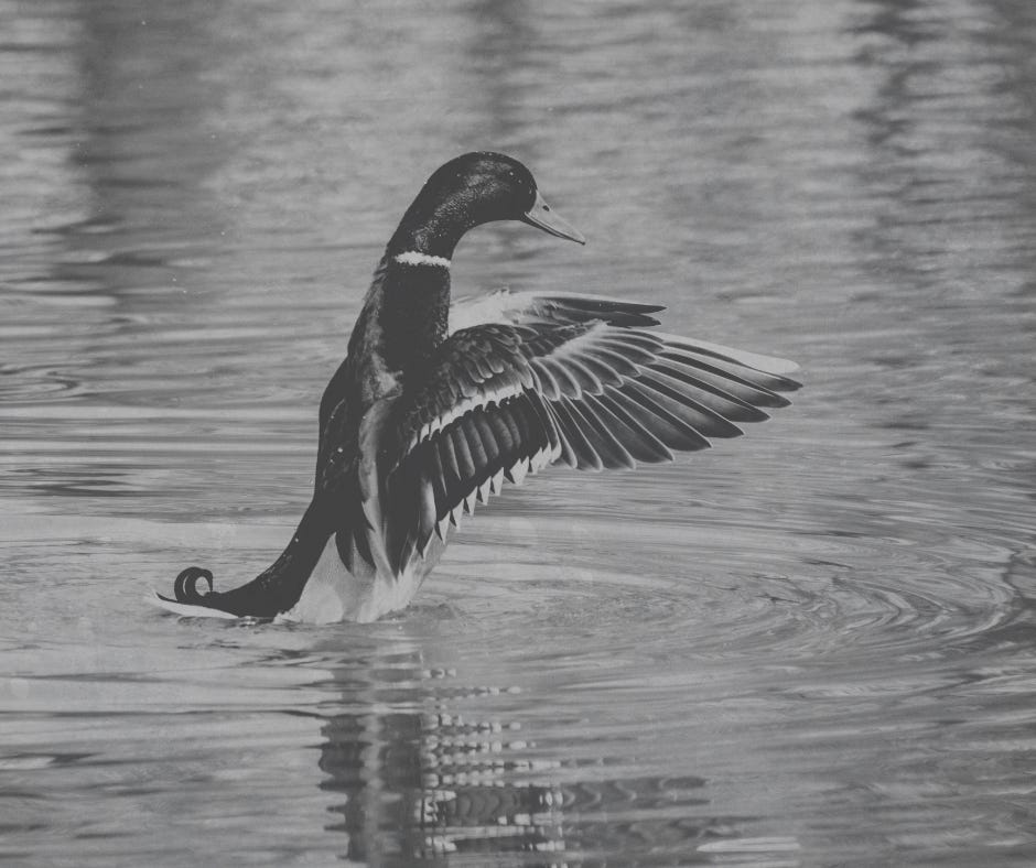 Episode #10: Conservation Easements: the Proven Path to Ensure Working Lands Endure, Waterfowl Flourish, and Traditions Thrive episode artwork