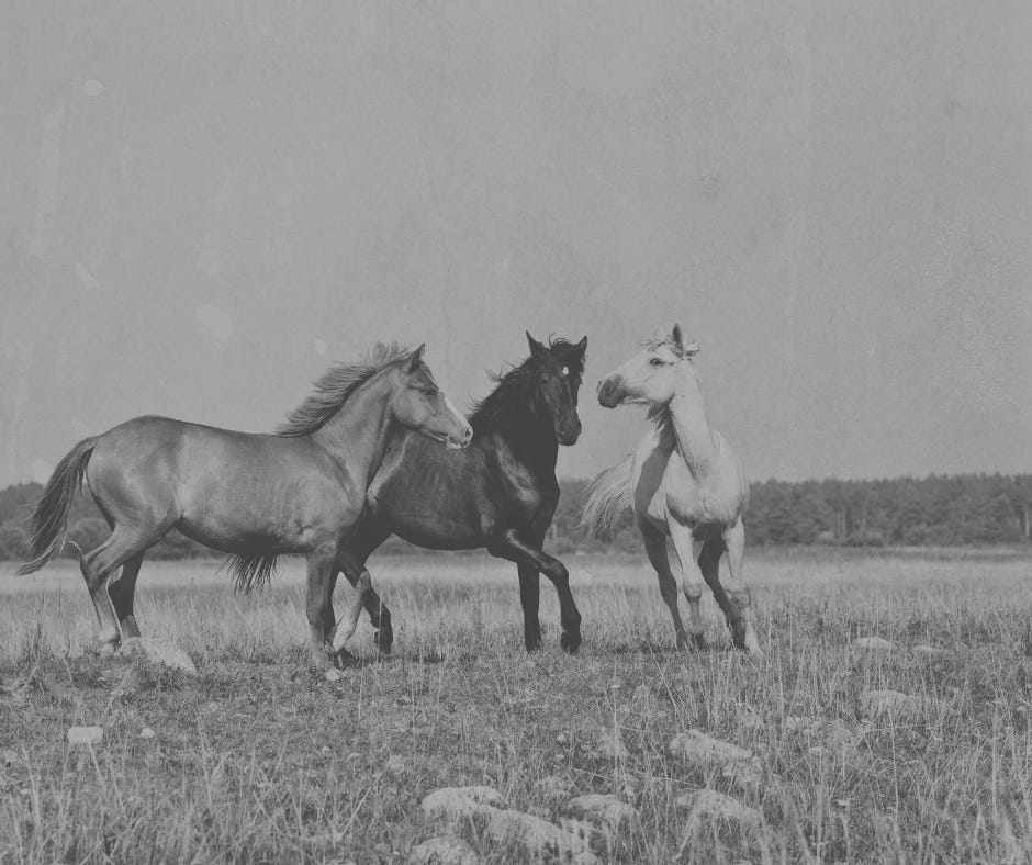 Episode #46: Overview of the Wild and Free-Roaming Horse Issue in the American West episode artwork