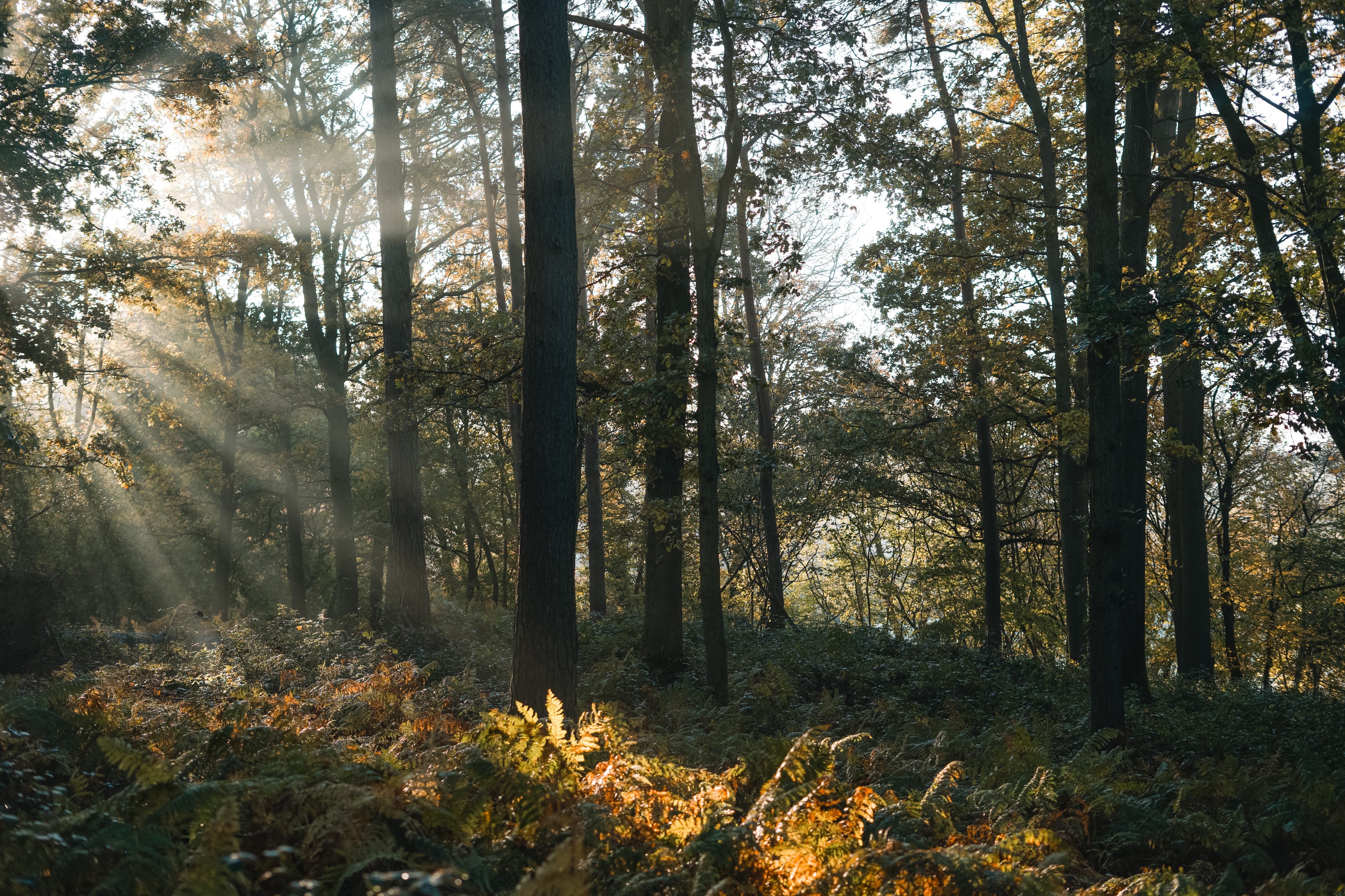 Lessons from the Woods - Uprooting