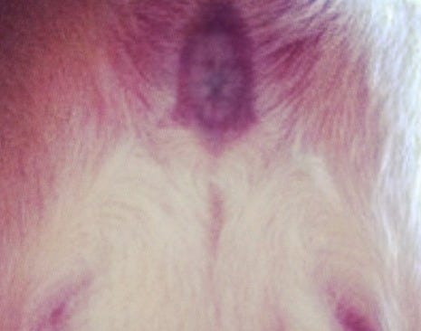 The Devil Made Me Do It