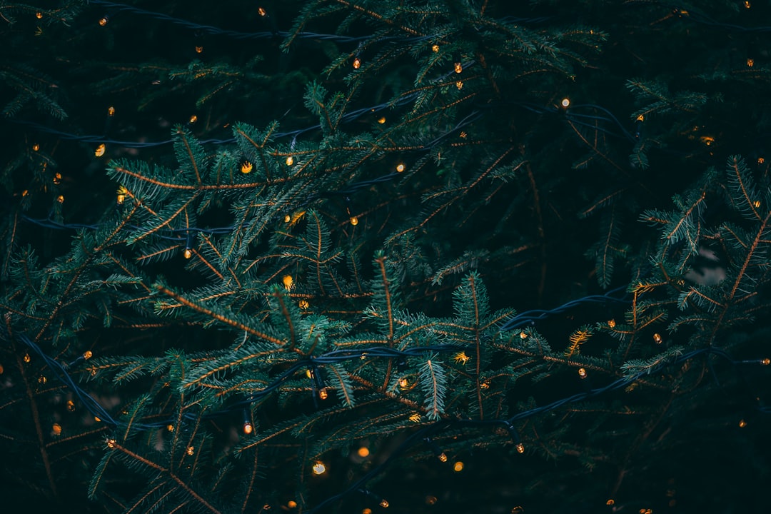 The Lord's Day and Christmas episode artwork