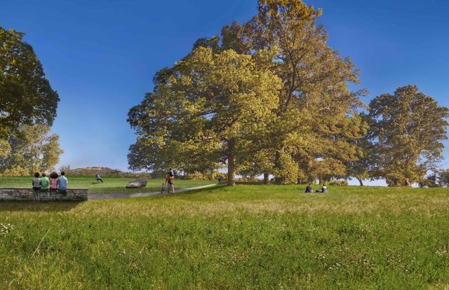 May 11, 2021: Ash trees are in a "state of emergency" ; Several projects underway to centralize McIntire Park  episode artwork