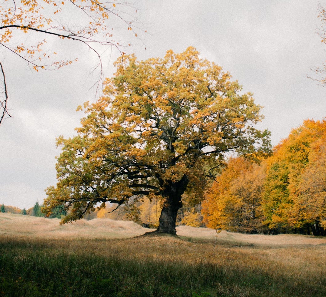 Lit Lessons on Flight School